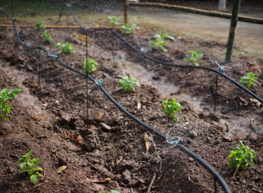 “Soil, Where food begins : อาหาร ก่อกำเนิดจากดิน” พารามิเตอร์รูปภาพ 3